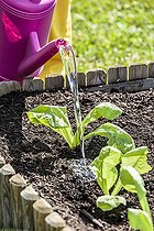 Biosphoto | 2459437 | Woman transplanting romaine lettuce plants in a square vegetable garden in May-June. | &copy; Jean-Michel Groult / Biosphoto