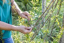 Biosphoto | 2582833 | Woman trellising a climbing rose (Banks rose) on a wooden structure. | &copy; Jean-Michel Groult / Biosphoto