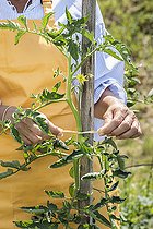 Biosphoto | 2452372 | Woman tying a tomato stalk to is stake, in summer. | &copy; Jean-Michel Groult / Biosphoto
