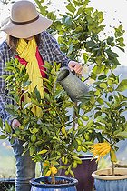 Biosphoto | 2460162 | Woman watering a thirsty citrus fruit | &copy; Jean-Michel Groult / Biosphoto