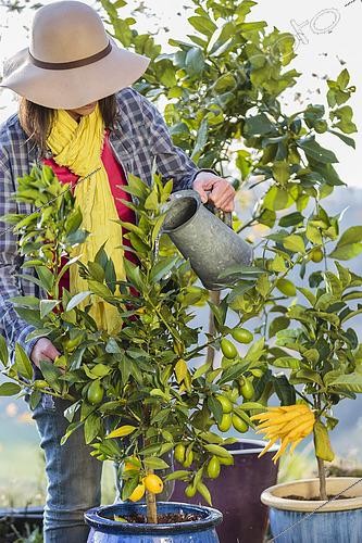 Biosphoto | 2460162 | Woman watering a thirsty citrus fruit | &copy; Jean-Michel Groult / Biosphoto