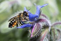 Biosphoto | 2410353 | Wood-carving Leaf-cutter (Megachile ligniseca) female on Borago (Borago officinalis), Northern Vosges Regional Nature Park, France | &copy; Michel Rauch / Biosphoto
