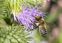 Biosphoto | 2411952 | Wood-carving Leaf-cutter (Megachile ligniseca) on Thistle, Regional Natural Park of Northern Vosges, France | &copy; Michel Rauch / Biosphoto