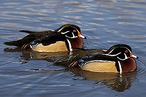 Biosphoto | 1250937 | Wood Duck males on water WWT Slimbridge Reserve UK | &copy; Michel Gunther / Biosphoto