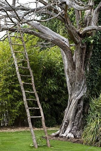 Biosphoto | 1362140 | Wood ladder on a dead tree in a park of Nantes France | &copy; Michel Gunther / Biosphoto