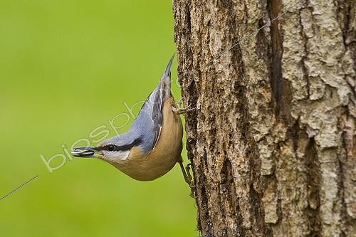 Biosphoto | 743692 | Wood Nuthatch on a trunk with seeds in the beak Lorraine  | &copy; André Simon / Biosphoto