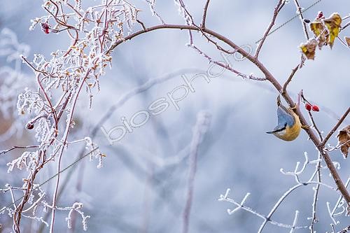 Biosphoto | 2433334 | Wood Nuthatch (Sitta europaea) in winter, Slovakia | &copy; Ervin Horesnyík / Biosphoto