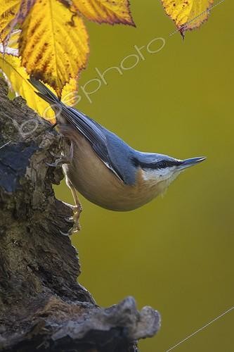 Biosphoto | 2059512 | Wood Nuthatch (Sitta europaea), On an old trunk in fall, Country garden, Lorraine, France | &copy; André Simon / Biosphoto