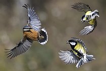 Biosphoto | 2325600 | Wood Nuthatch (Sitta europaea) stifled by great tits (Parus major), Regional Natural Park of Northern Vosges, France | &copy; Michel Rauch / Biosphoto