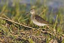 Biosphoto | 1159498 | Wood Sandpiper (Tringa glareola) | &copy; Herbert Kratky / imageBROKER / Biosphoto