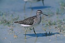 Biosphoto | 1458212 | Wood Sandpiper(Tringa glareola) | &copy; Stefan Huwiler / imageBROKER / Biosphoto