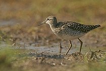Biosphoto | 1516776 | Wood Sandpiper (Tringa glareola) | &copy; Marko Koenig / imageBROKER / Biosphoto