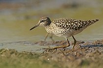 Biosphoto | 1519324 | Wood Sandpiper (Tringa glareola) | &copy; Marko Koenig / imageBROKER / Biosphoto