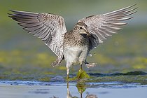 Biosphoto | 2422957 | Wood Sandpiper (Tringa glareola), adult flapping its wings, Campaia, Italy | &copy; Saverio Gatto / Biosphoto