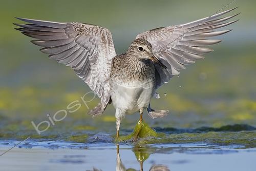 Biosphoto | 2422957 | Wood Sandpiper (Tringa glareola), adult flapping its wings, Campaia, Italy | &copy; Saverio Gatto / Biosphoto