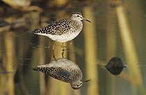 Biosphoto | 1197753 | Wood Sandpiper (Tringa glareola), adult in pond with reflection, Samos, Greek island, Greece, Europe | &copy; Rolf Nussbaumer / imageBROKER / Biosphoto