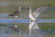 Biosphoto | 2422956 | Wood Sandpiper (Tringa glareola), adults fighting, Campania, Italy | &copy; Saverio Gatto / Biosphoto