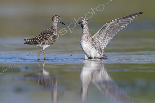 Biosphoto | 2422956 | Wood Sandpiper (Tringa glareola), adults fighting, Campania, Italy | &copy; Saverio Gatto / Biosphoto