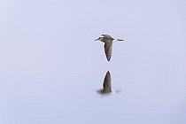 Biosphoto | 2588321 | Wood Sandpiper (Tringa glareola) in flight over water, Varanger, Norway | &copy; Michael Adam / Biosphoto