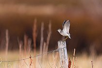 Biosphoto | 2588322 | Wood Sandpiper (Tringa glareola) resting on a fence post, singing post, during the nesting period surrounded by insects, Varanger, Norway | &copy; Michael Adam / Biosphoto
