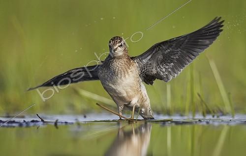 Biosphoto | 1934654 | Wood Sandpiper walking in mudflat - Finland  | &copy; Niko Pekonen / Biosphoto