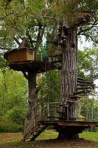 Biosphoto | 1251250 | Wood shed at 8 meters high in a oak | &copy; Franck Fouquet / Biosphoto