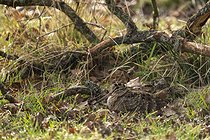 Biosphoto | 2601858 | Woodcock (Scolopax rusticola) laying in the grass, England | &copy; Frédéric Desmette / Biosphoto