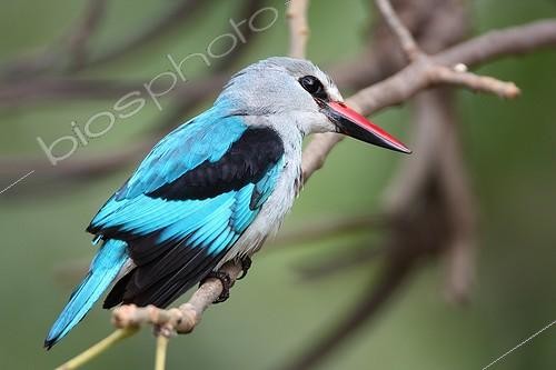 Biosphoto | 1492982 | Woodland Kingfisher on branch looking for food Senegal | &copy; Jean Mayet / Biosphoto