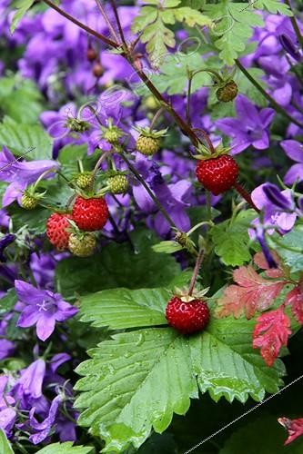 Biosphoto | 1409432 | Woodland strawberries and bellflowers | &copy; Lamontagne / Biosphoto