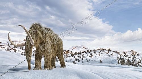 Biosphoto | 2478908 | Woolly mammoth in a winter scene environment. | &copy; Leonello Calvetti / Stocktrek Images / Biosphoto