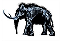 Biosphoto | 2478901 | Woolly mammoth skeleton, x-ray effect on white background. | &copy; Leonello Calvetti / Stocktrek Images / Biosphoto