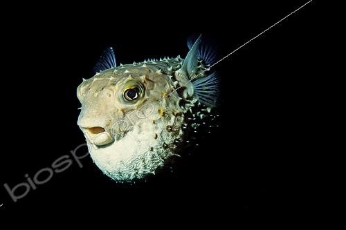 Biosphoto | 644037 | Worried Spotbase Burrfish in Red Sea Egypt | &copy; Didier Brandelet / Biosphoto