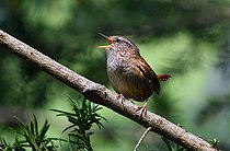 Biosphoto | 2427329 | Wren (Troglodytes troglodytes) singing, Northern Vosges Regional Nature Park, France | &copy; Michel Rauch / Biosphoto