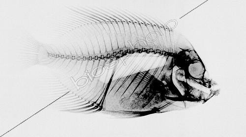 Biosphoto | 537401 | X-Ray Radiography a Butterflyfish | &copy; Yvette Tavernier / Biosphoto