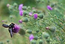 Biosphoto | 2453800 | Xylocope vague (Xylocopa valga) sur chardon (Cirsium palustre) Parc naturel régional des Vosges du Nord, France | &copy; Michel Rauch / Biosphoto