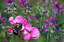 Biosphoto | 2444179 | Xylocope violet (Xylocopa violacea) sur fleur de Gesse à larges feuilles (Lathyrus latifolius), abeilles solitaires, Parc naturel régional des Vosges du Nord, France | &copy; Michel Rauch / Biosphoto