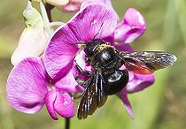 Biosphoto | 2419849 | Xylocope violet (Xylocopa violacea) sur gesse (Lathyrus latifolius) Parc naturel régional des Vosges du Nord, France | &copy; Michel Rauch / Biosphoto