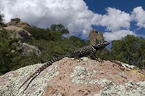 Biosphoto | 1249984 | Yarrow's spiny lizard on rock Chiricahua Mountains USA | &copy; Daniel Heuclin / Biosphoto