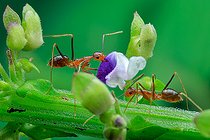 Biosphoto | 2391940 | Yellow ant (Camponotus sp.) picking purple flower. | &copy; Husni Che Ngah / Biosphoto