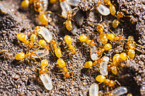 Biosphoto | 2621308 | Yellow ants (Lasius flavus) and larvae in the Cévennes National Park, France. | &copy; Philippe Lebeaux / Biosphoto