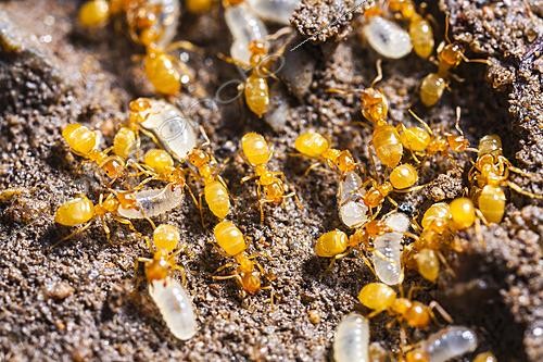 Biosphoto | 2621308 | Yellow ants (Lasius flavus) and larvae in the Cévennes National Park, France. | &copy; Philippe Lebeaux / Biosphoto
