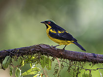 Biosphoto | 2608941 | Yellow-bellied Dacnis (Dacnis flaviventer), male, Manu Road, Peru | &copy; Ignacio Yufera / Biosphoto