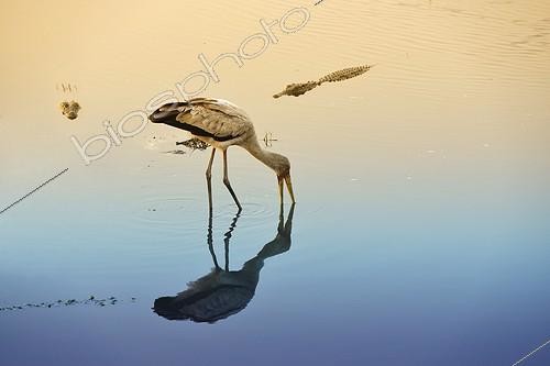 Biosphoto | 1987325 | Yellow-billed Stork and Crocodile in water - Chobe Botswana | &copy; Philippe-Alexandre Chevallier / Biosphoto