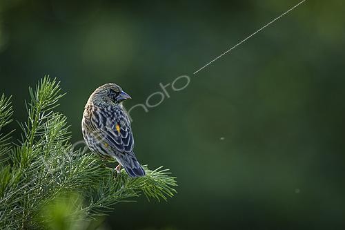 Biosphoto | 2626191 | Yellow Bishop (Euplectes capensis) perched in natural wetland vegetation at Betty's Bay on South Africa's Whale Coast. Non-breeding plumage weaver photographed in the Western Cape. | &copy; Roger de La Harpe / Biosphoto