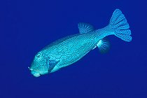 Biosphoto | 981118 | Yellow Boxfish, Ras Mohammed, Sinai, Red Sea, Egypt | &copy; Borut Furlan / WaterFrame / Biosphoto