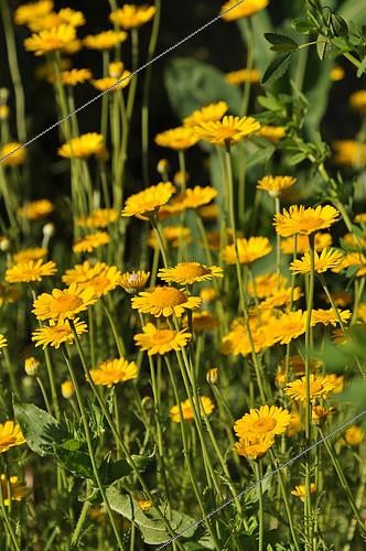 Biosphoto | 2122269 | Yellow camomile in bloom in a garden | &copy; Serge Lapouge / Biosphoto