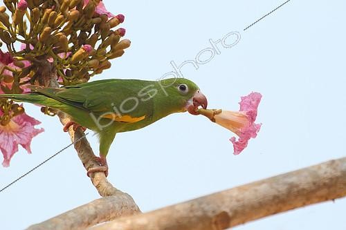 Biosphoto | 2403345 | Yellow-chevroned Parakeet (Brotogeris chiriri) in a big tree eating the nectar of flowers, South Brazil | &copy; Jean Mayet / Biosphoto