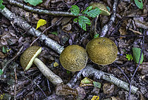 Biosphoto | 2609840 | Yellow cracking bolete (Leccinum crocipodium), edible mycorrhizal species under oak, Forêt de la Reine, Ansauville, Lorraine, France | &copy; Stéphane Vitzthum / Biosphoto