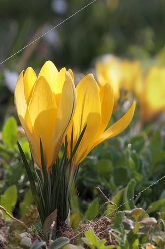 Biosphoto | 1110176 | Yellow Crocus in bloom in spring Provence France  | &copy; Pierre Huguet-Dubief / Biosphoto