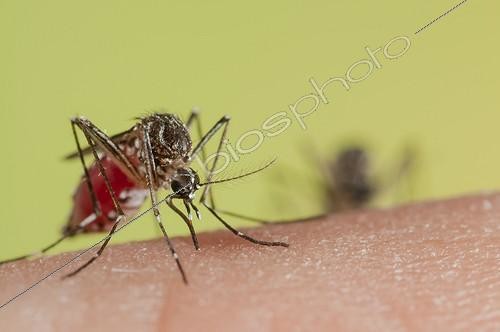 Biosphoto | 1987618 | Yellow fever mosquito female biting a human  ; Transmitting diseases such as Dengue or Yellow Fever in this act. | &copy; Roger Eritja / Biosphoto
